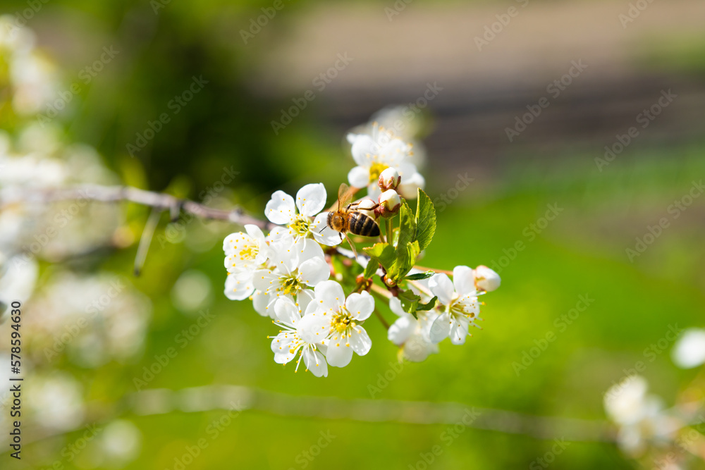 Honey bee on white cherry flower, cherry blossom branch close-up on green background. Springtime, selective focus.