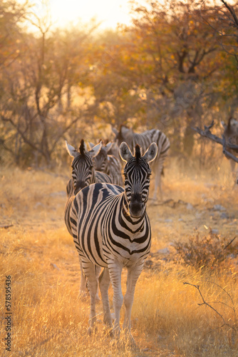 Zebra. Wildlife animal in forest field in safari conservative national park in Namibia, South Africa. Natural landscape background.