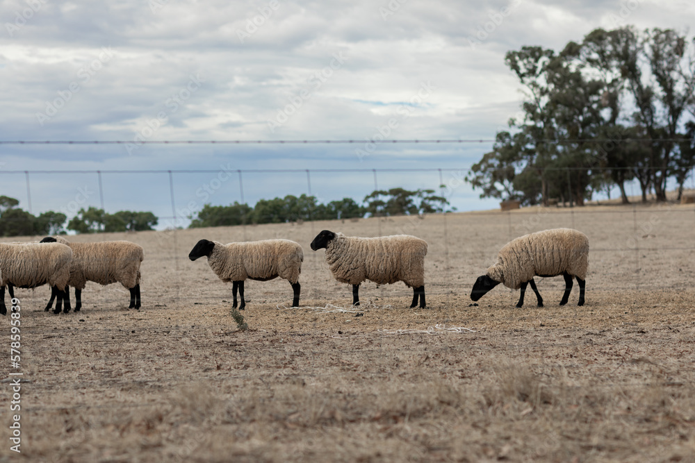 Sheep walking Sheep walking