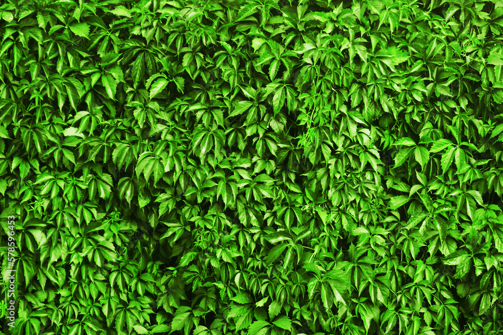 Fototapeta premium Green leaves texture. Climber plant background. Creeper plant texture. Gedge bush pattern. Natural summer wall. Home outdoor decoration. Leafs background.