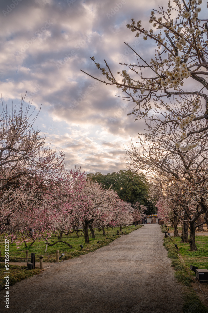 Obraz premium 茨城県水戸市 満開の偕楽園 梅まつり