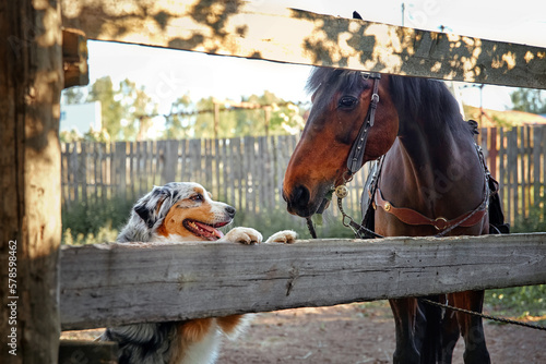 An Aussie dog and a brown horse look at each other meet on the street in the summer in a village in a meadow Concept of friendship products for animals
