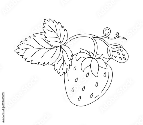 Strawberry doodle Vector illustration coloring book for kids