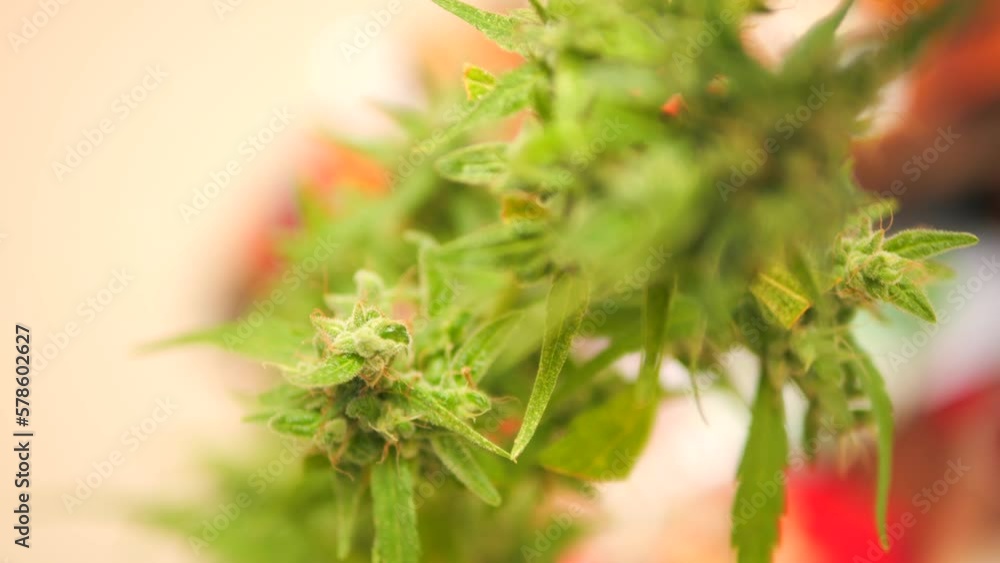 Cannabis Plant With Ripe CBD Buds, High Quality 4K Medical Marijuana Growing Process Concept Footage, Thailand. Cannabis Plant With Ripe CBD Buds, High Quality 4K Medical Marijuana Growing Process Concept Footage, Thailand.