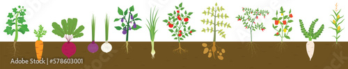 Vegetables with roots in planted soil. Vegetable plants collection. flat vector