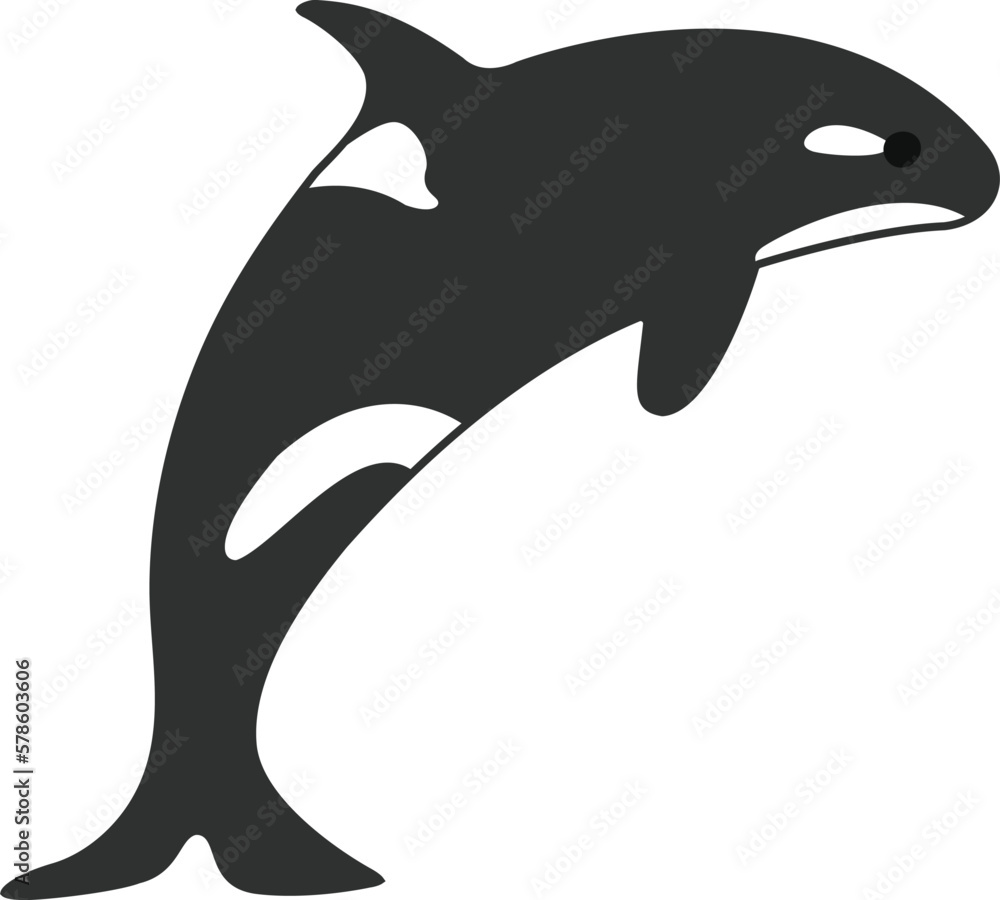 Obraz premium Vector color illustration of a killer whale.