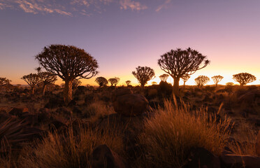 Leinwandbilder Lavendelfarbene Motive The Quiver Trees. Dry trees in forest field in national park in summer season in Namibia, South Africa. Natural landscape background.  © tampatra