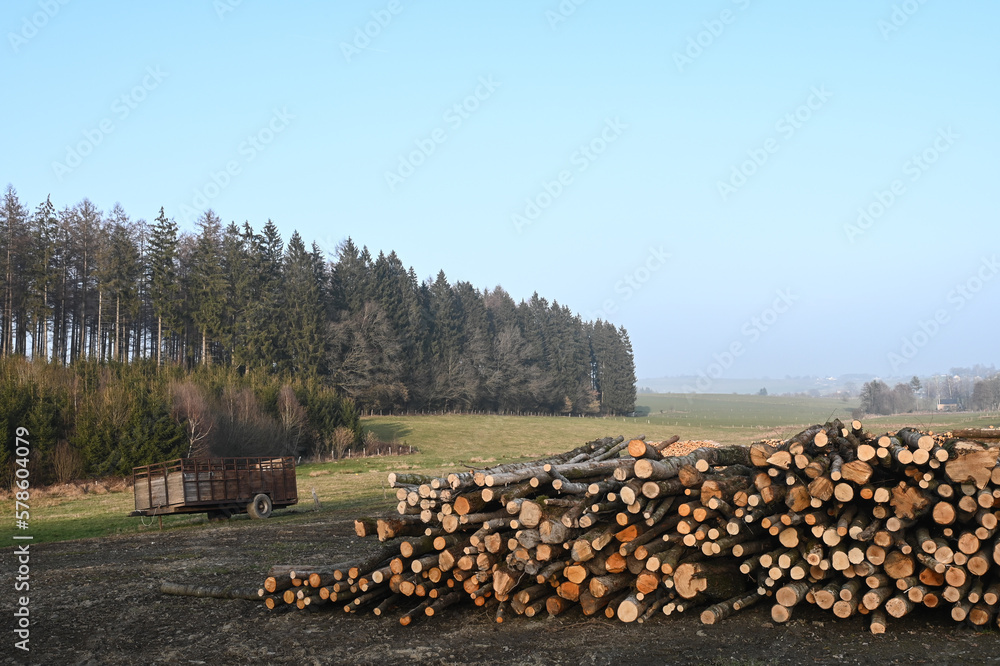Bois chauffage Foret environnement climat Belgique Wallonie Ardenne Ardennes