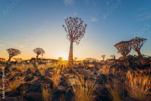 The Quiver Trees. Dry trees in forest field in national park in summer season in Namibia, South Africa. Natural landscape background. photo