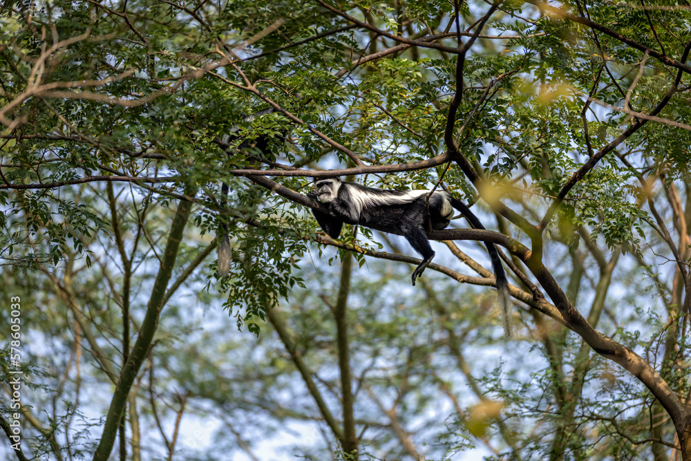 Colobus Monkey - Black & White Colobus