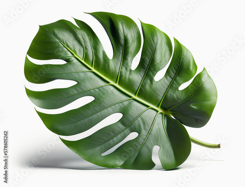 Fresh tropical monstera leaf isolated on white background. Generative AI