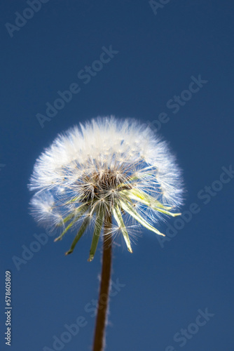 Dandelion flower on blue sky background. Taraxacum officinale