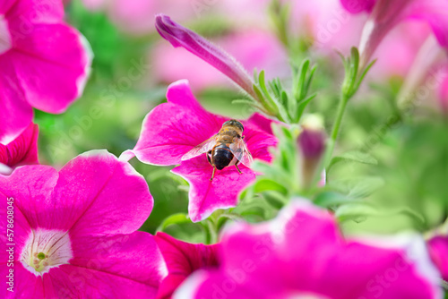 Bee sits on flower and collects pollen. Large lilac petunia flowers. Gardering, pollination, nature. Macro