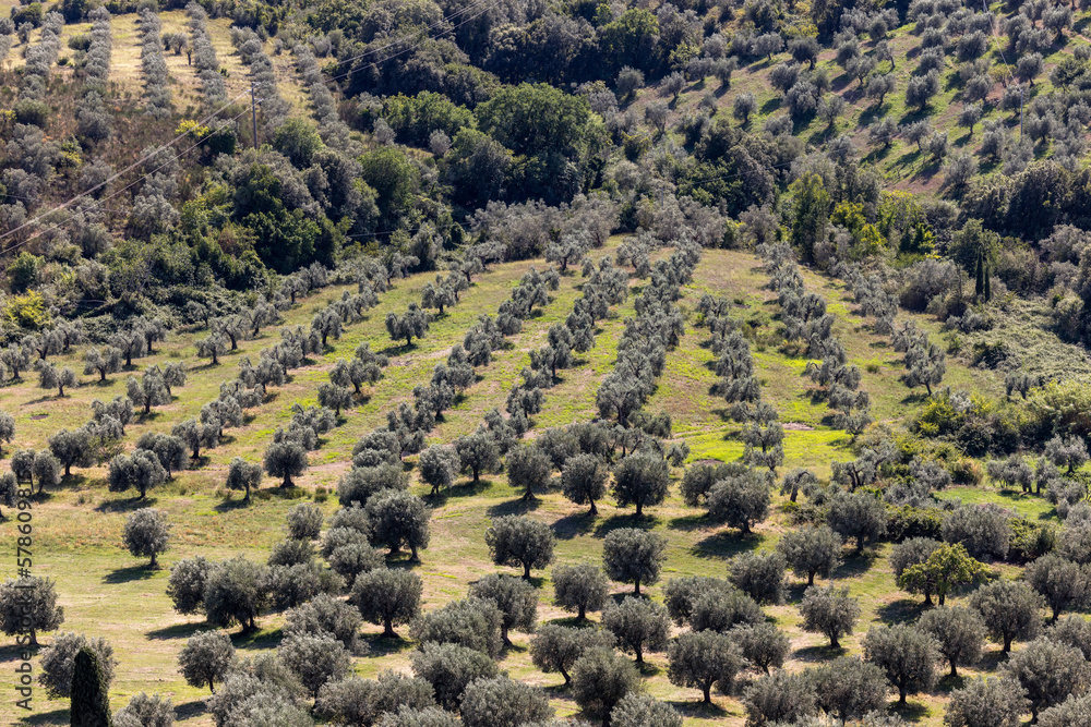 Farmland and olive groves around Montemassi in the province of Grosseto. Italy Farmland and olive groves around Montemassi in the province of Grosseto. Italy