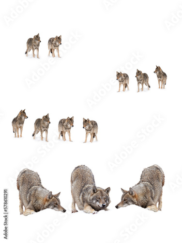 collage of wolves (canis lupus) isolated on snow on a white background