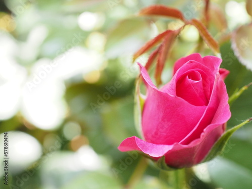 pink rose bud in the garden 