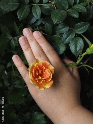 orange yellow rose and a hand