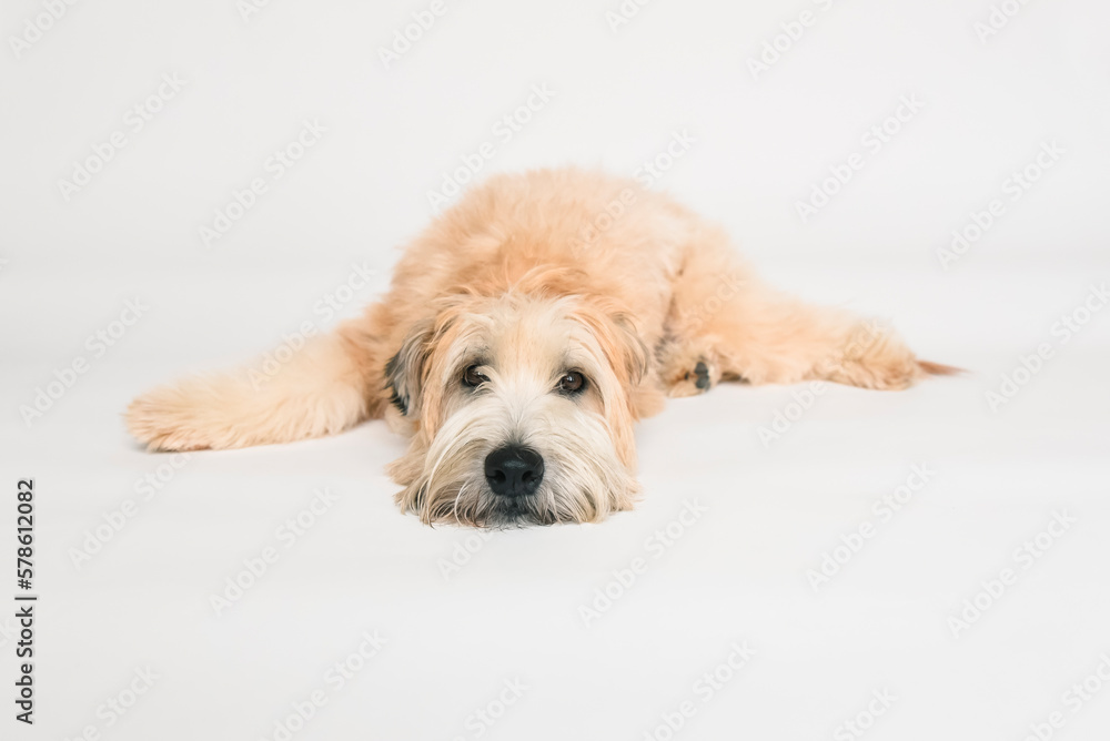 Wheaten terrier dog laying down on a white background. Wheaten terrier dog laying down on a white background.