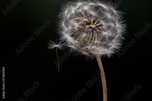 Macro close up of dandelion seed holding on photo