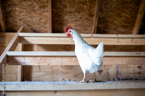 White chicken in chicken coop on roosting bar