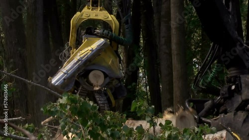 Wallpaper Mural Cutting Forests with Modern Machinery - Preparing Firewood for Winter, Video Clip with Original Sound Torontodigital.ca