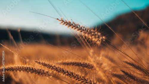 close up of grass in field shallow depth of field