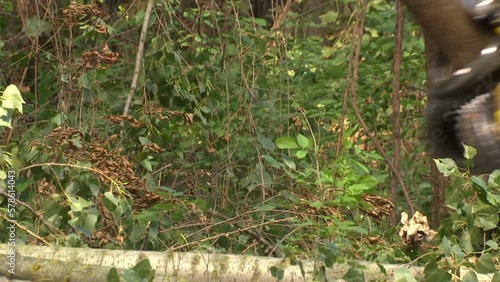 Wallpaper Mural Cutting Forests with Modern Machinery - Preparing Firewood for Winter, Video Clip with Original Sound Torontodigital.ca