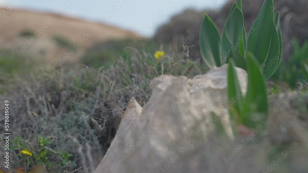Green plant growing on rock on the right at background of blurred cliff outdoors. Cyprus nature on spring summer day Green plant growing on rock on the right at background of blurred cliff outdoors. Cyprus nature on spring summer day