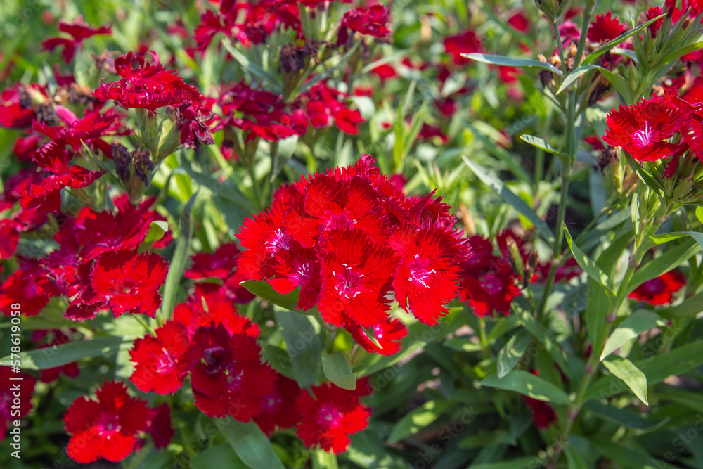 Big closeup Red Dianthus flowers in garden