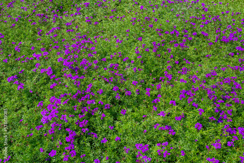 Closeup Verbena hybrida beautiful flowers in garden