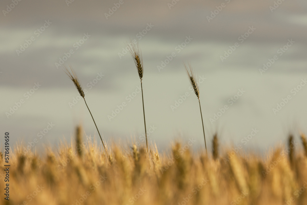 Fototapeta premium Wheat blowing in the wind