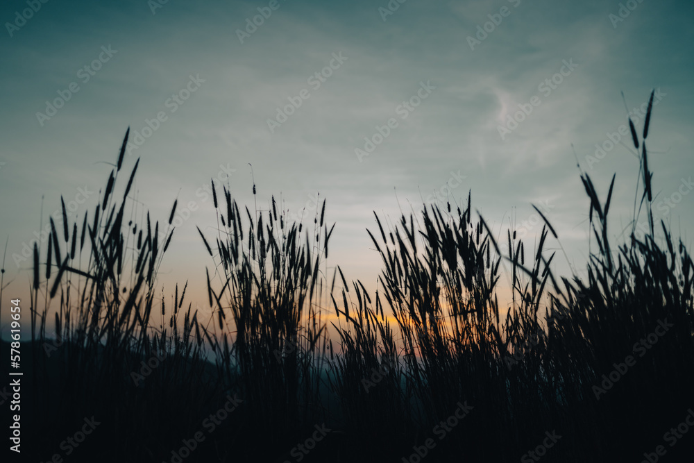 Soft focus a little wild flower in mountain outdoor field of nature landscape background in summer with sunset lighting, Vintage warm bright tone of natural spring grass meadow with sunlight sky Soft focus a little wild flower in mountain outdoor field of nature landscape background in summer with sunset lighting, Vintage warm bright tone of natural spring grass meadow with sunlight sky
