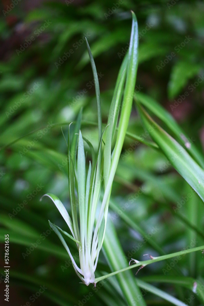 Chlorophytum laxum zielistka czubiasta Chlorophytum laxum zielistka czubiasta