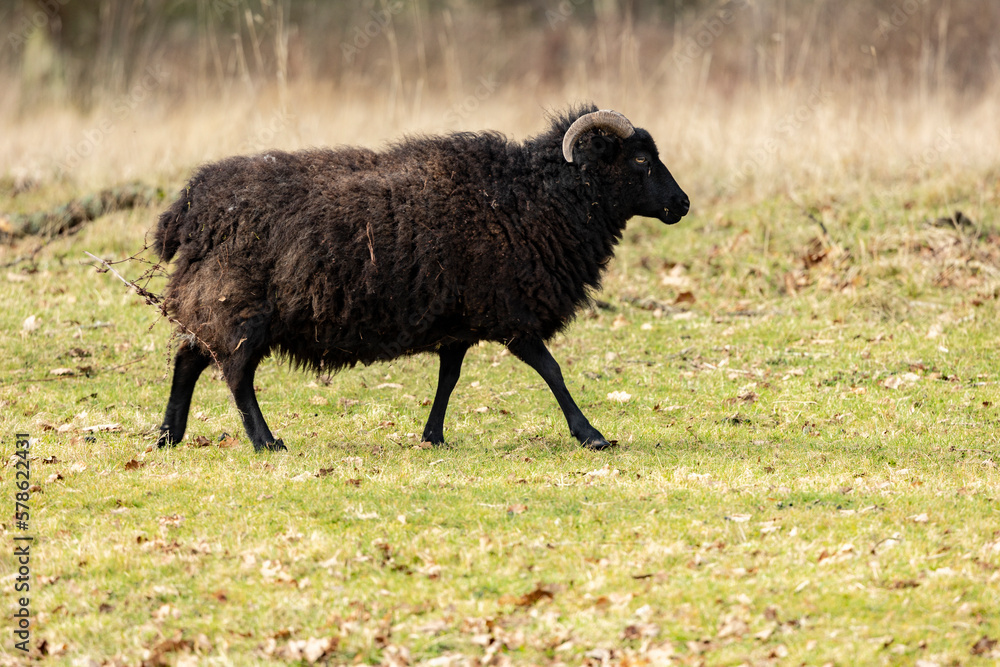 rare breed jacobs sheep in pasture in staffordshire rare breed jacobs sheep in pasture in staffordshire