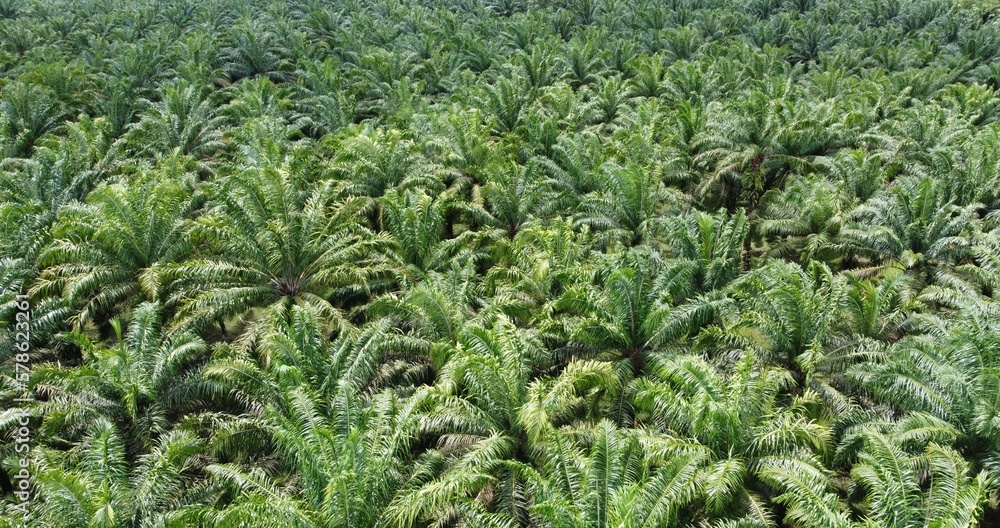 Drone view of the landscape of a beautiful green colored oil palm tree plantation, afternoon in indonesia