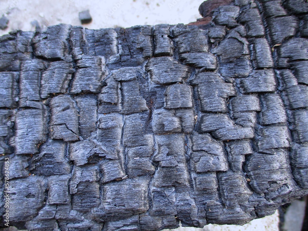 Black grunge background. Burned wood texture. Black grunge background. Burned wood texture.
