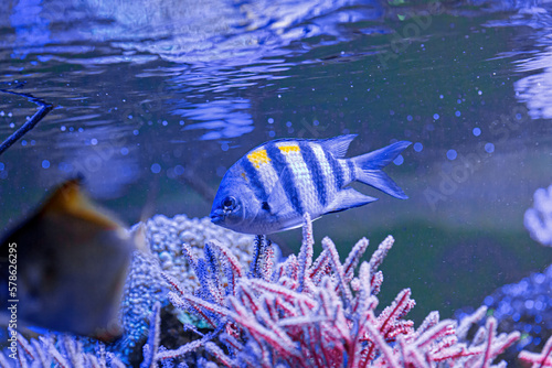 Underwater shot of fish Abudefduf saxatilis photo