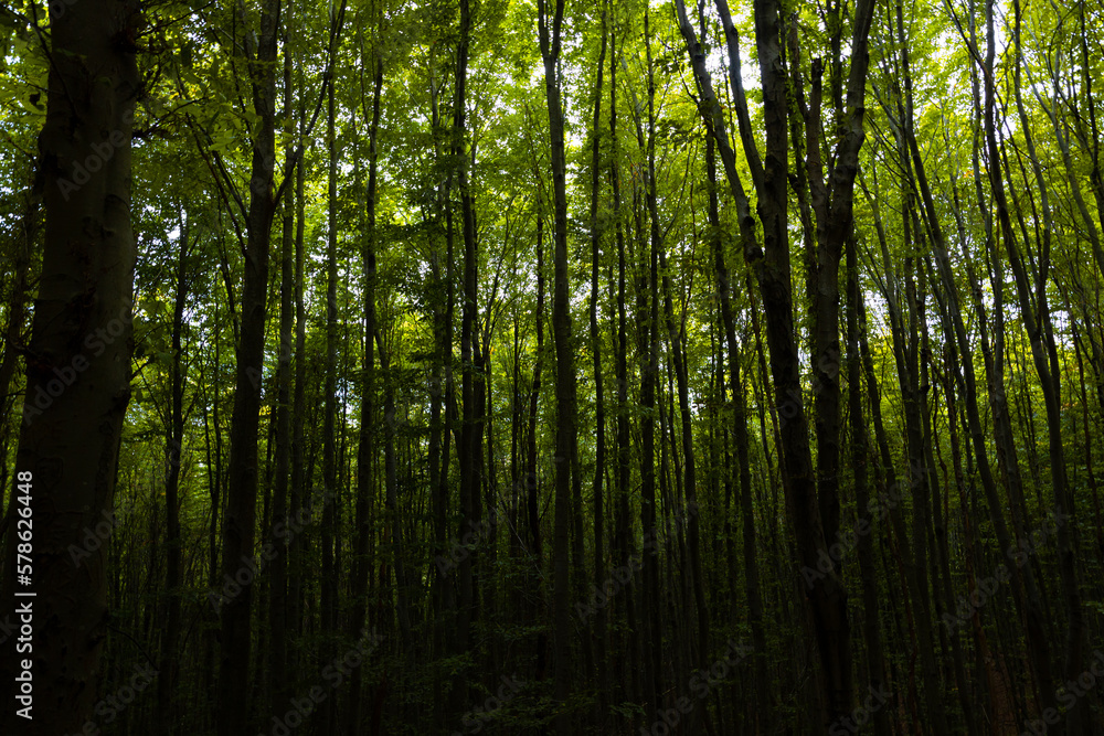 Silhouette of trees in dark forest view. Moody forest.