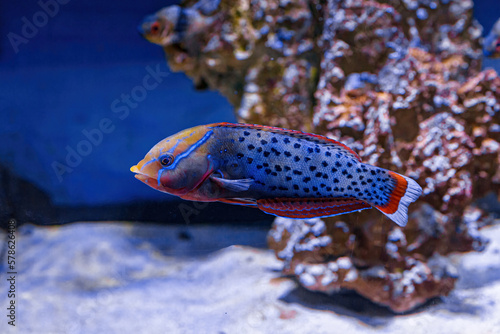 Foto Underwater shot of fish Coris aygula