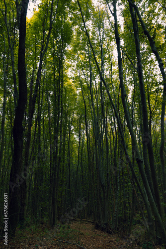 Moody forest background photo. Tall trees in lush forest.