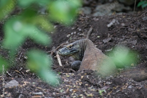 Close-up of a Komodo dragon on Kampung Rinca in Komodo National Park on Flores preparing her nest and looking directly into the camera.