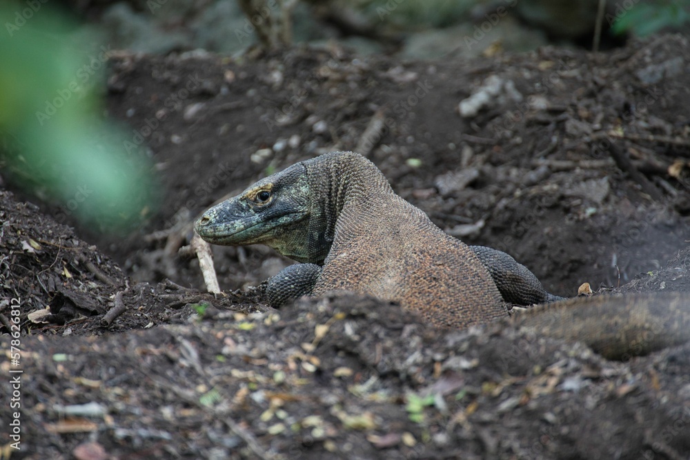 Close-up of a Komodo dragon on Kampung Rinca in Komodo National Park on Flores preparing her nest and looking directly into the camera. Close-up of a Komodo dragon on Kampung Rinca in Komodo National Park on Flores preparing her nest and looking directly into the camera.