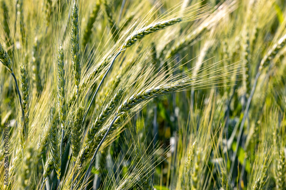 Agricultural field with ears of grain barley field. Fresh ears spikes of green barley. Green grain barley growing on field. Green barley is turning golden yellow. Young ripe ears swaying on the wind. Agricultural field with ears of grain barley field. Fresh ears spikes of green barley. Green grain barley growing on field. Green barley is turning golden yellow. Young ripe ears swaying on the wind.