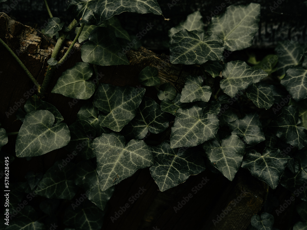 Obraz premium Natural green ivy leaves on old weathered rock wall background. Creative wallpaper, website backdrop for design text sign Natural vine low key colors decorative surface. Greenery silhouettes on stone