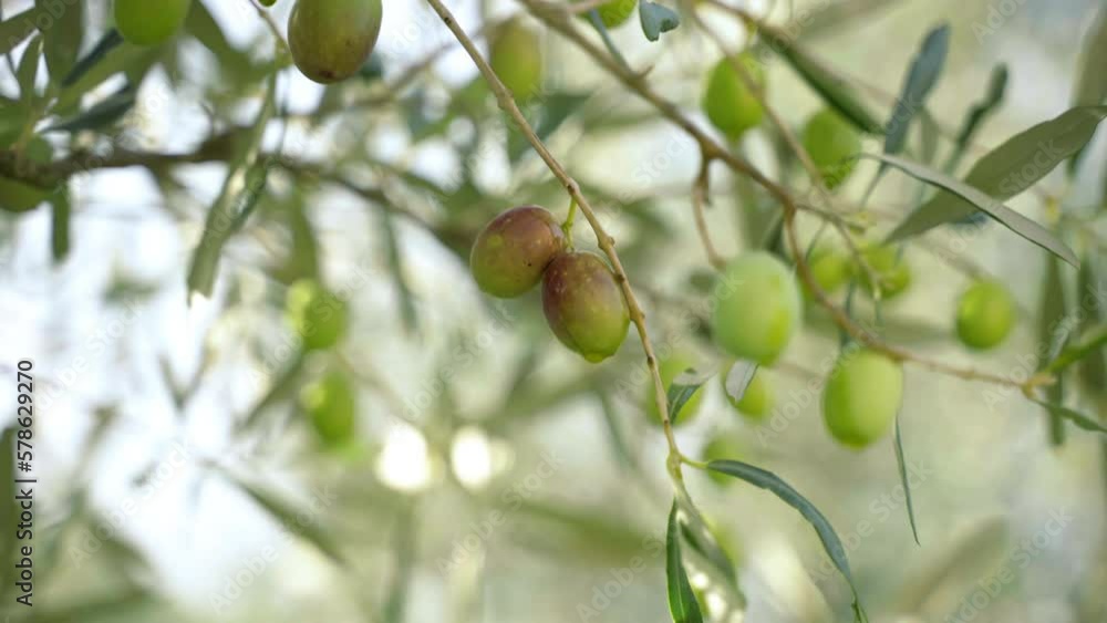 Ripe olives on tree branches, oil dripping from olive fruits on nature background. Cultivation of olive trees on mediterranean plantations and groves, agronomy concept Ripe olives on tree branches, oil dripping from olive fruits on nature background. Cultivation of olive trees on mediterranean plantations and groves, agronomy concept
