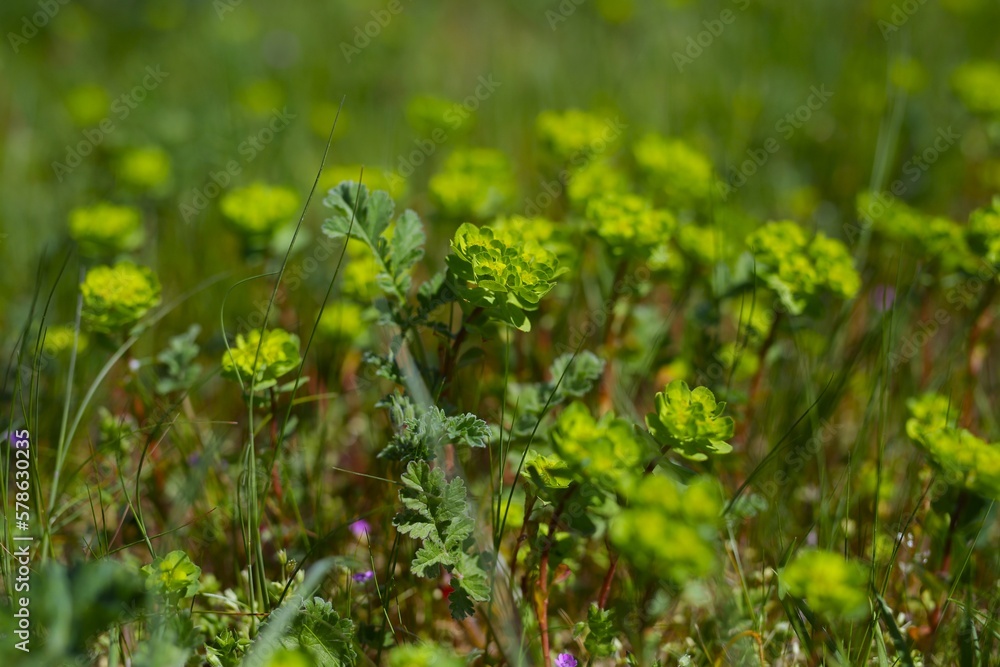 beautiful, yellow, green, beige, natural backgrounds, sprouts, grass, moss beautiful, yellow, green, beige, natural backgrounds, sprouts, grass, moss