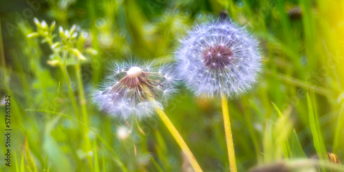 Flying Seed  Common Dandelion  Taraxacum officinale  Taraxac  n  Sierra de Guadarrama National Park  Segovia  Castilla y Le  n  Spain  Europe.