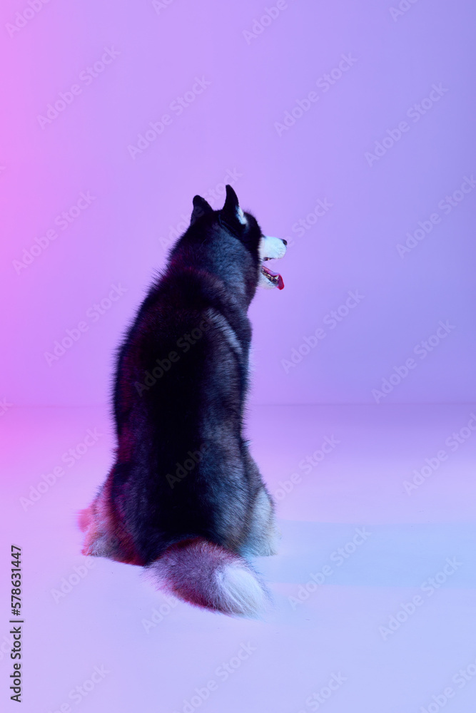 Obraz premium Studio shot of black and white groomed puppy of Husky dog sitting his back to camera isolated on gradient pink purple background.