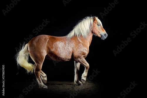 Pferd im Studio
 photo
