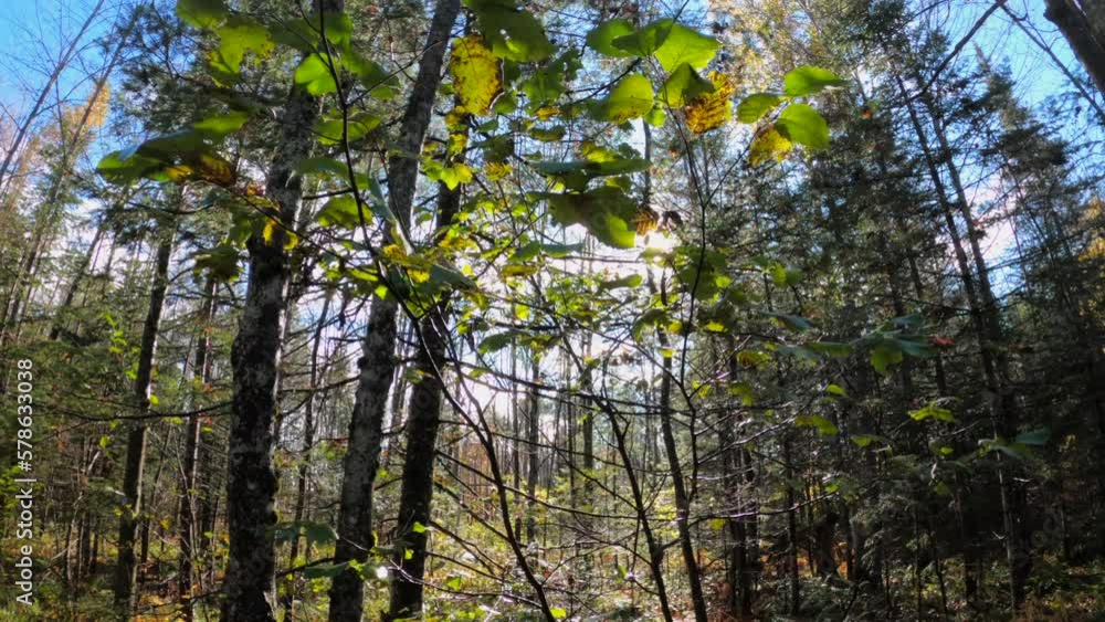 Moving Through Magical Sunlight among Leafless Tree Branches during Day 4K Moving Through Magical Sunlight among Leafless Tree Branches during Day 4K